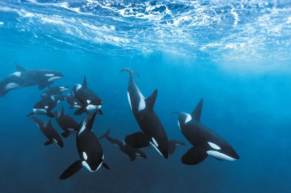 Plantilla de meme Orca Pod