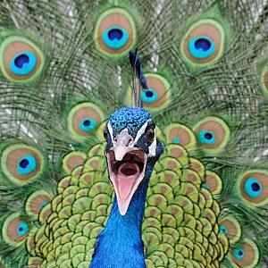 Plantilla de meme Origin of peacocks