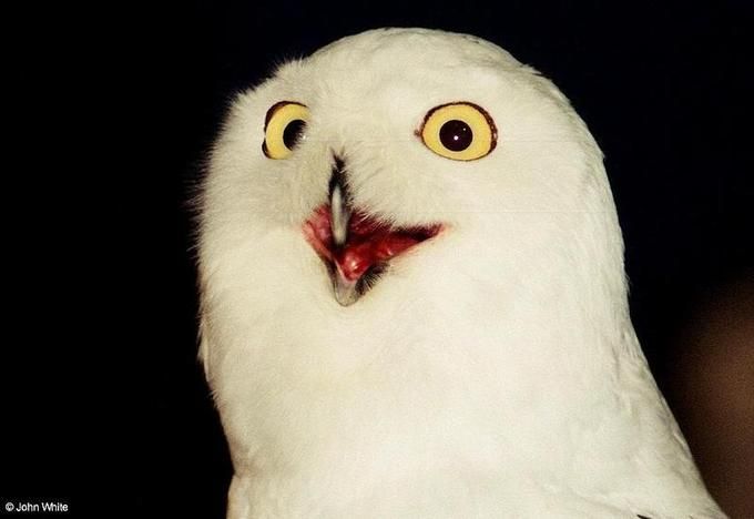 Plantilla de meme Orly Owl