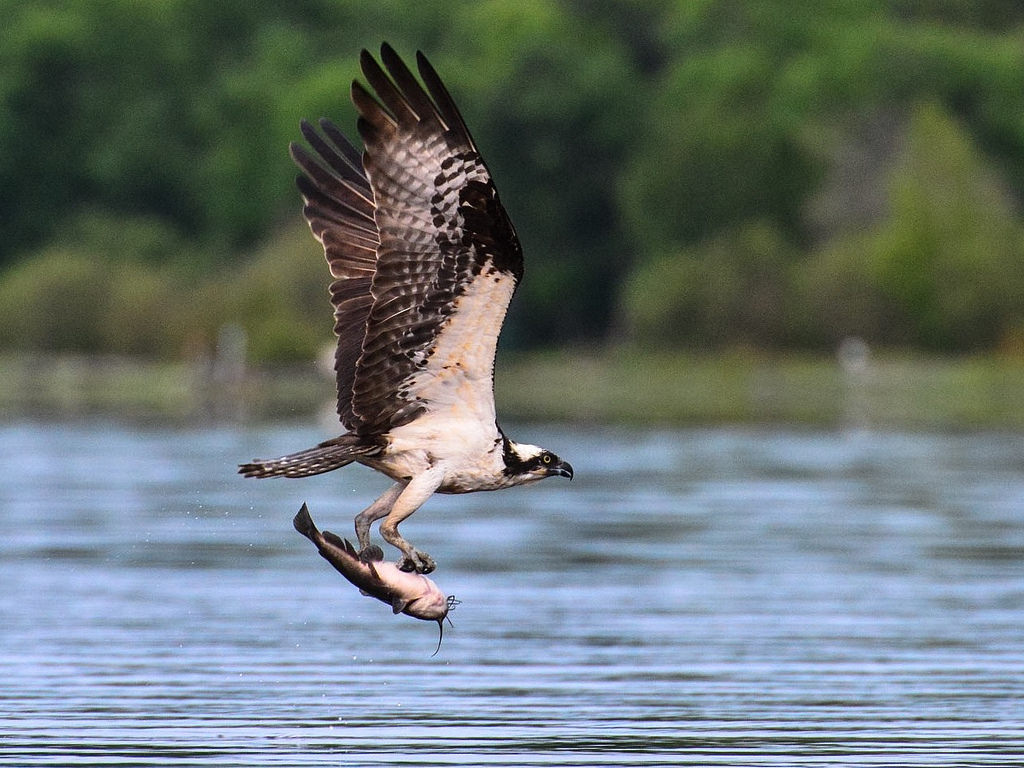 Osprey with catfish meme template