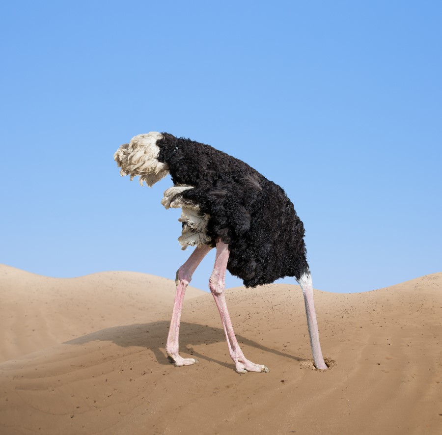 Plantilla de meme Ostrich