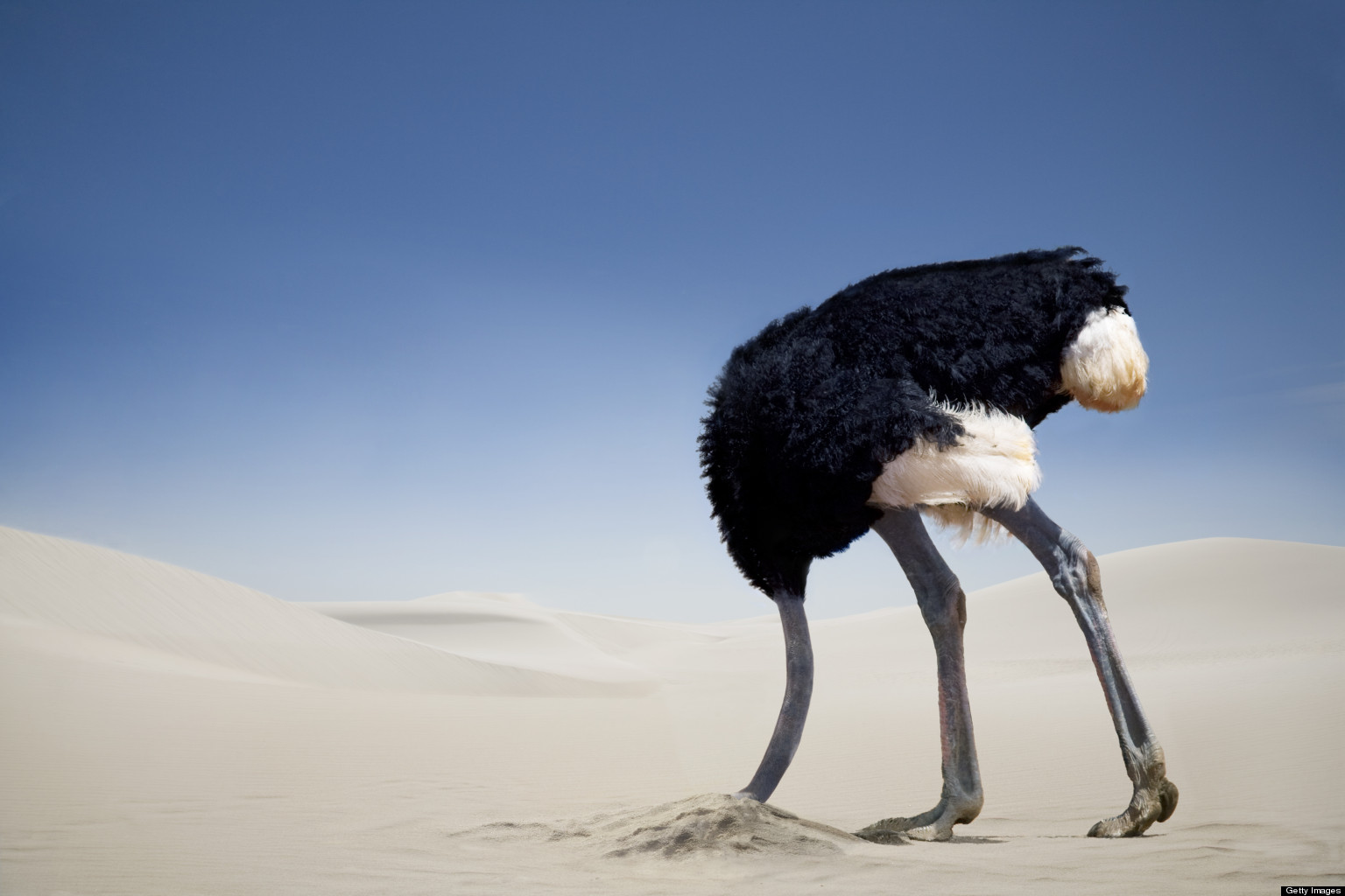 Plantilla de meme Ostrich head in sand