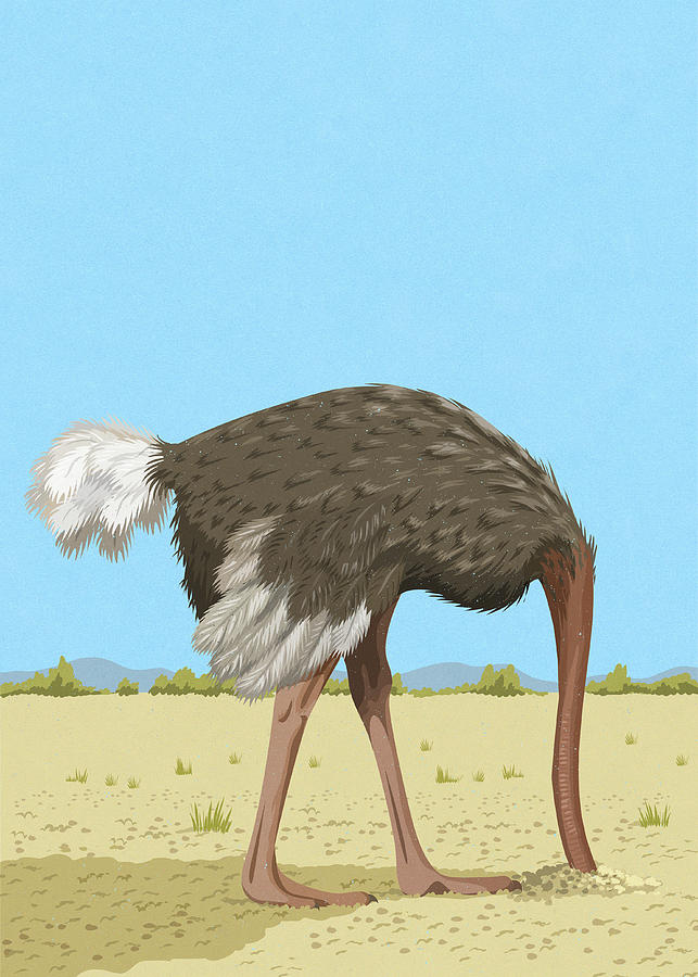 Ostrich with its head buried in the sand meme template