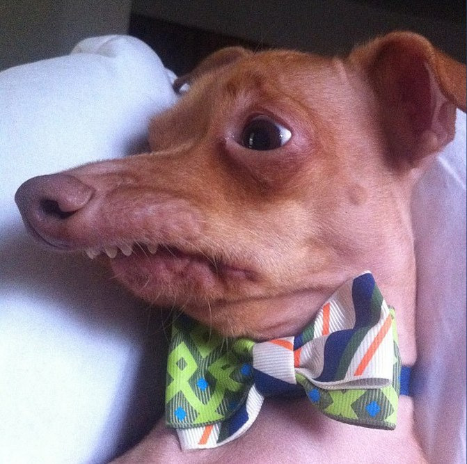 Overbite dog meme template