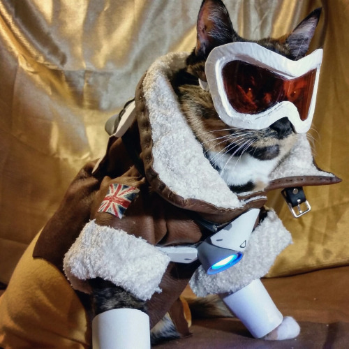 Plantilla de meme Overwatch Cat