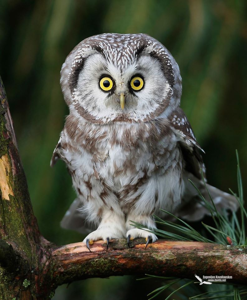 Plantilla de meme Owl