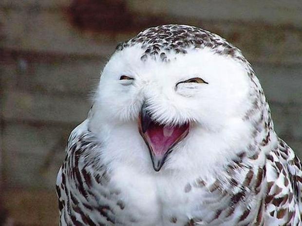 Plantilla de meme owl happy