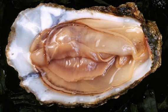 Plantilla de meme oyster