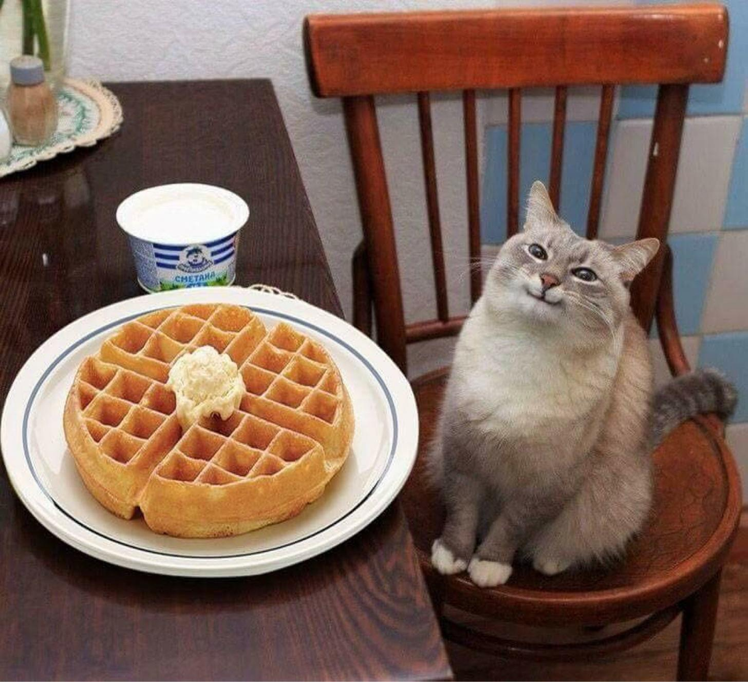 Plantilla de meme Pancake Cat