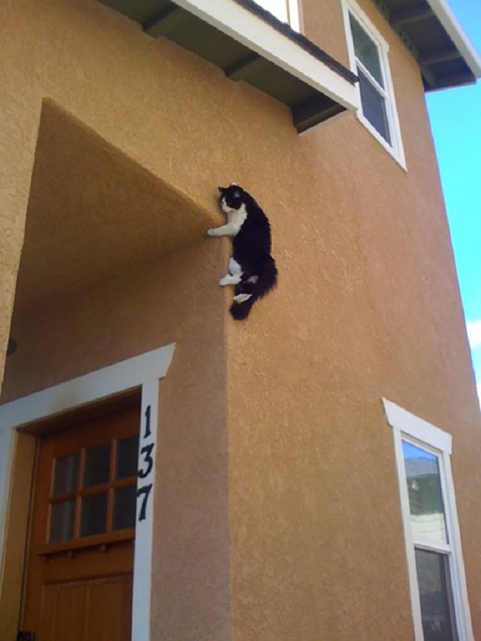 Template meme ParkourCat