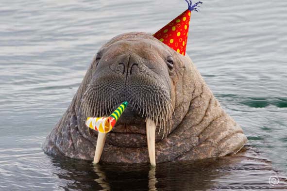 Plantilla de meme Party Walrus