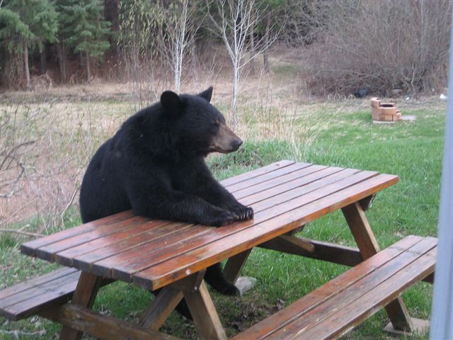 Plantilla de meme Patient Bear
