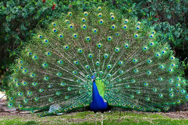Plantilla de meme Peacock