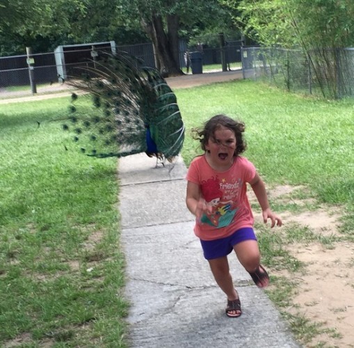 Plantilla de meme Peacock chasing girl