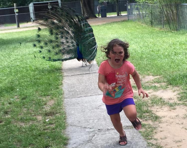 Plantilla de meme Peacock chasing kid