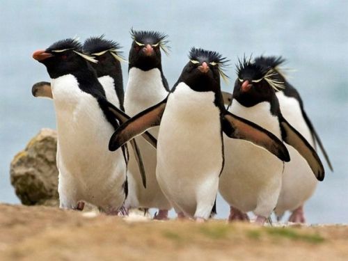 Template meme Penguin Gang
