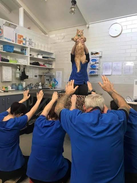 People Worshipping The Cat meme template