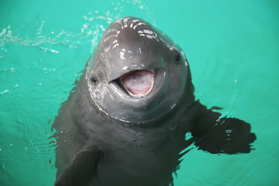 Plantilla de meme Perspective Porpoise