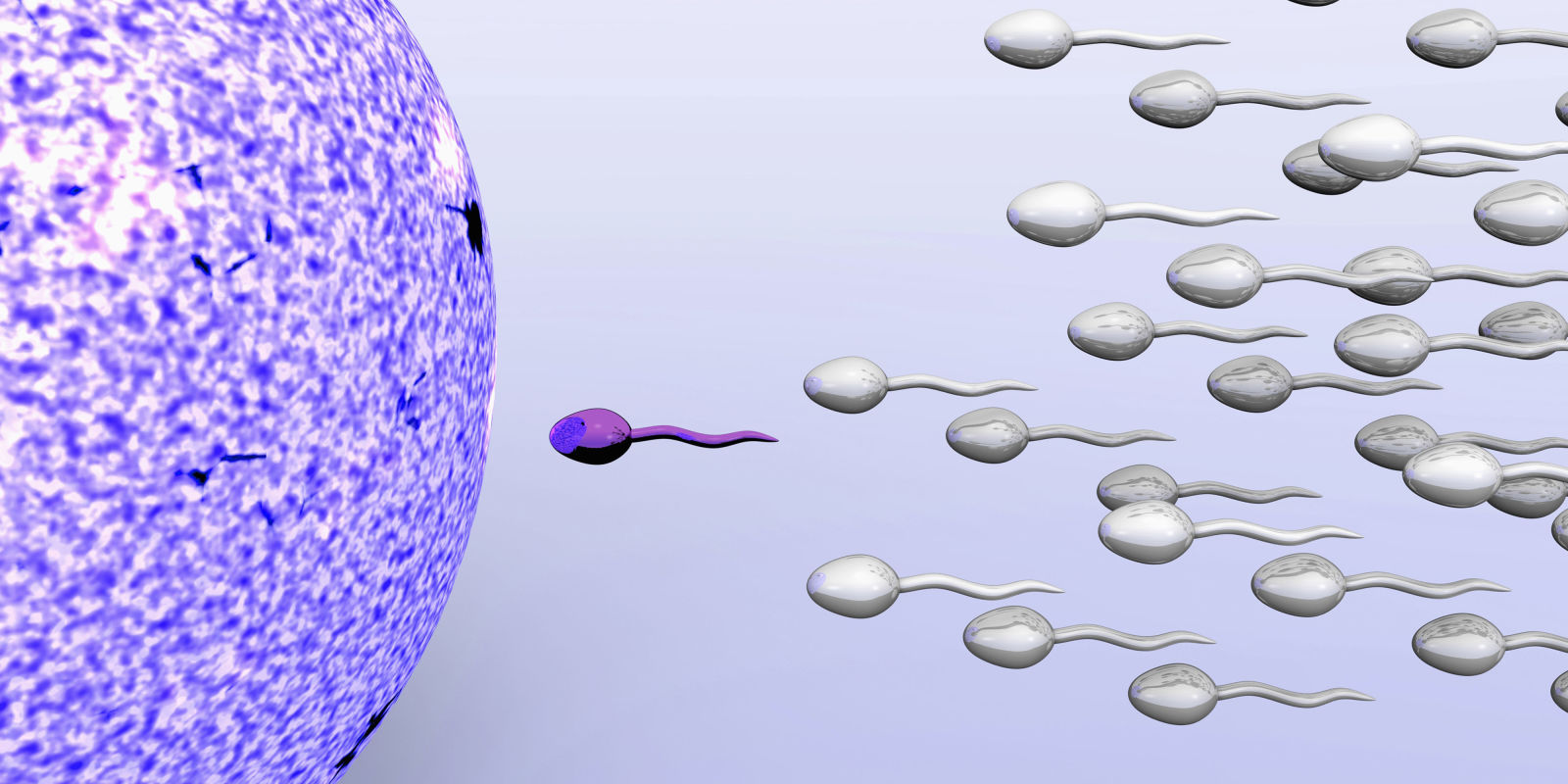Template meme Phelps sperm