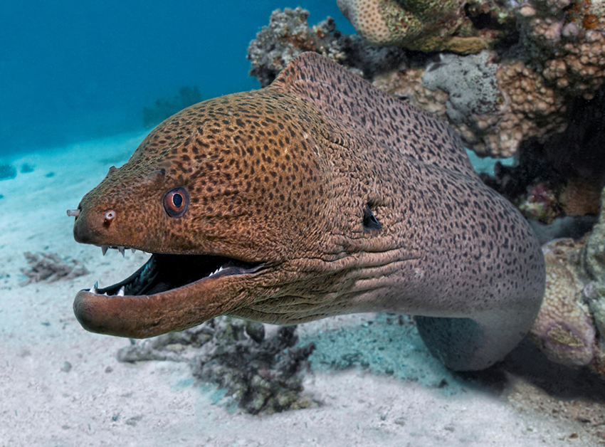 Plantilla de meme Photogenic moray