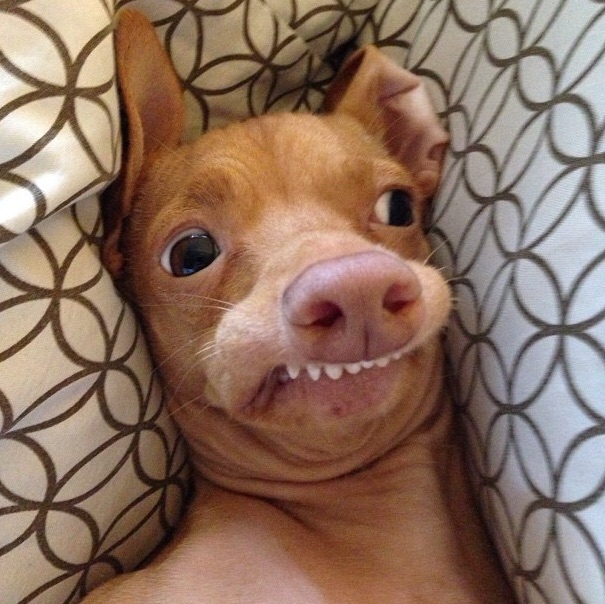 Template meme Phteven tuna the dog