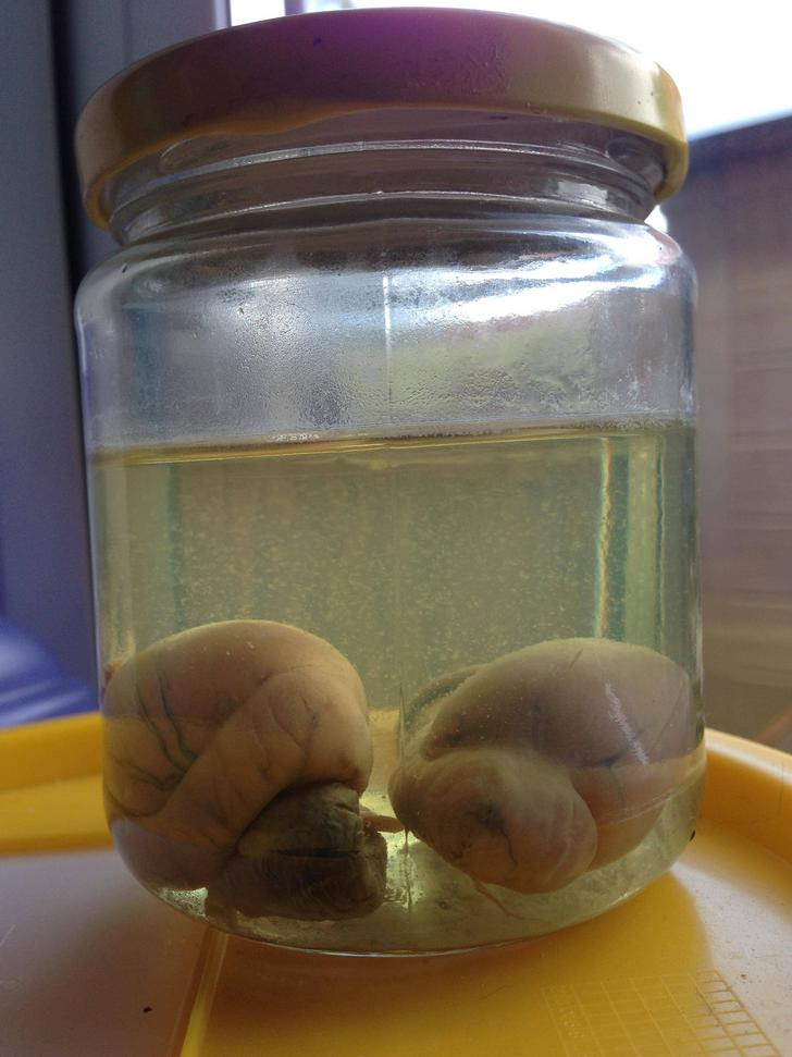 Plantilla de meme Pickled Testicles Balls in a Jar