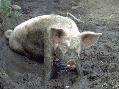 Template meme Pig in Mud