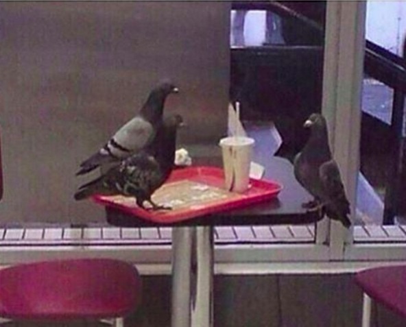 Template meme Pigeon job interview