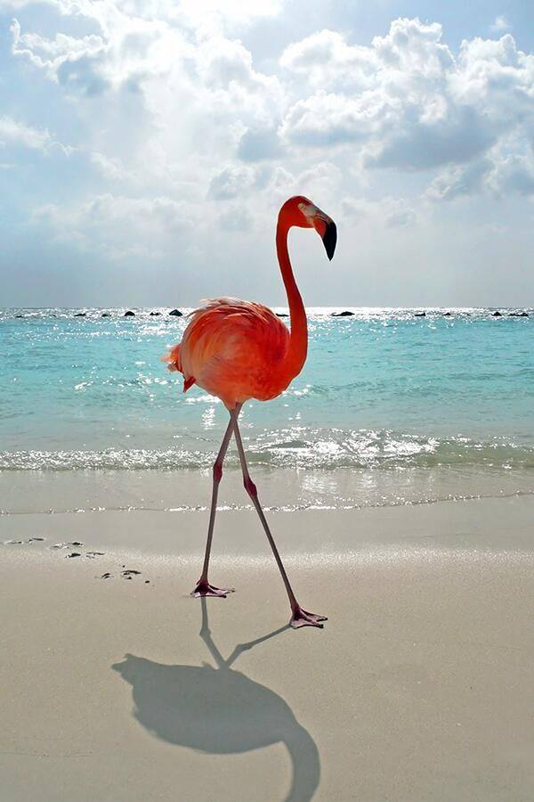 Plantilla de meme Pink Flamingo