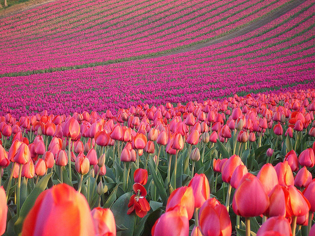Template meme Pink Tulips