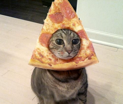 Plantilla de meme pizza cat