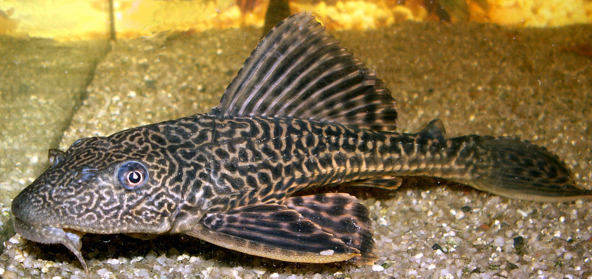 Pleco meme template