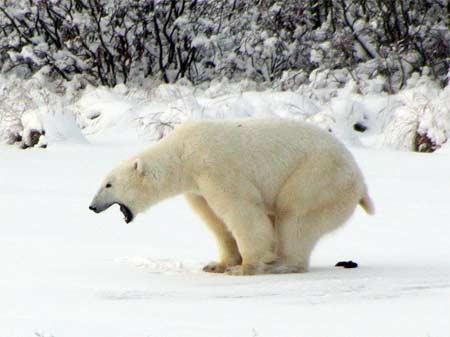 Plantilla de meme Polar Bear Shits in the Snow