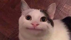 Plantilla de meme polite cat meme