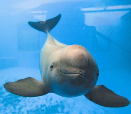 Plantilla de meme porpoise