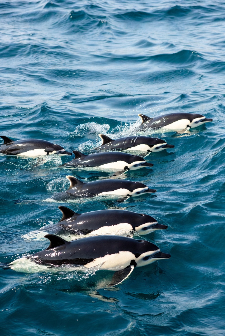 Plantilla de meme Porpoises