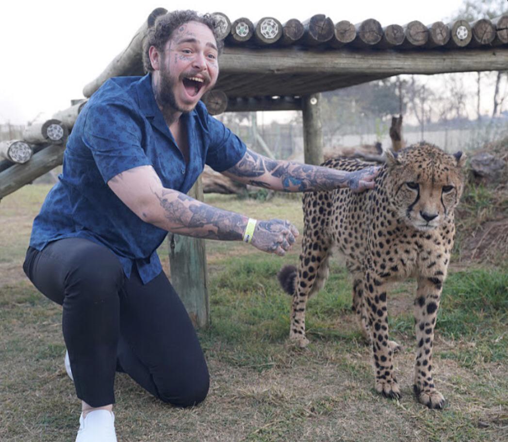 Plantilla de meme Post Malone with a cheetah
