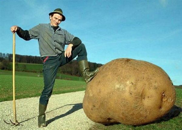 Plantilla de meme potato farmer