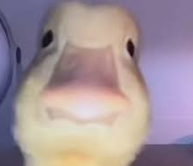 Plantilla de meme pov u are the meme