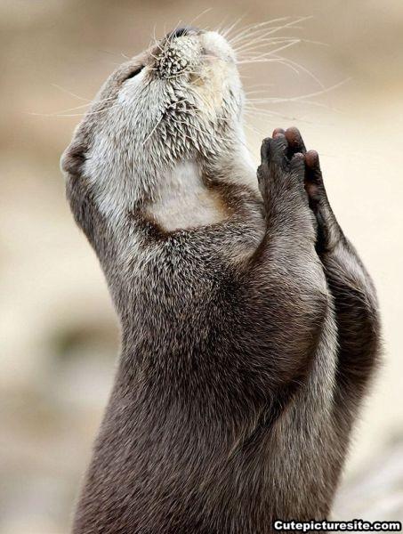 Plantilla de meme Praying beaver