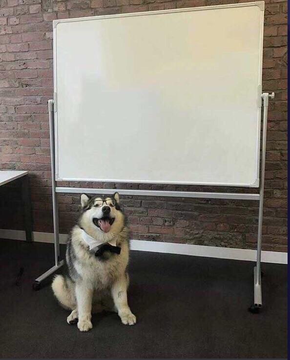 Presentation Dog meme template