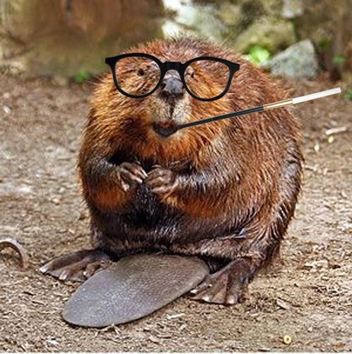 Pretentious Beaver meme template