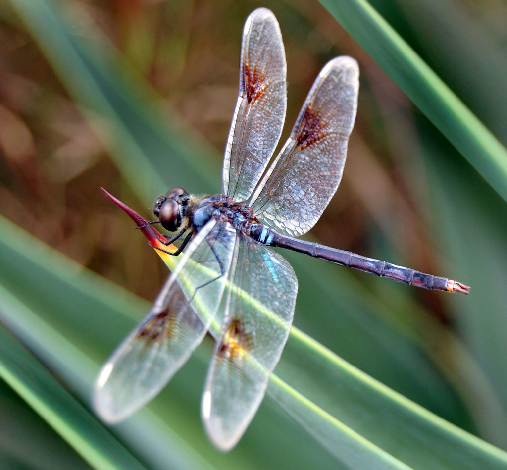 Pretty Dragonfly meme template