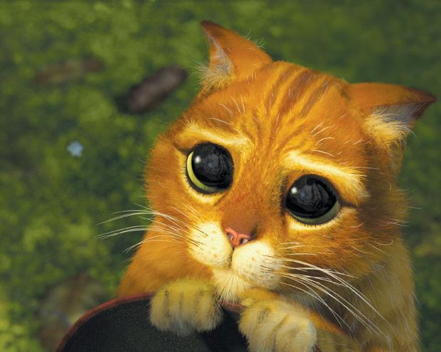 Plantilla de meme Pretty Please Cat