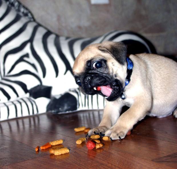 Plantilla de meme Pug Ermahgerd