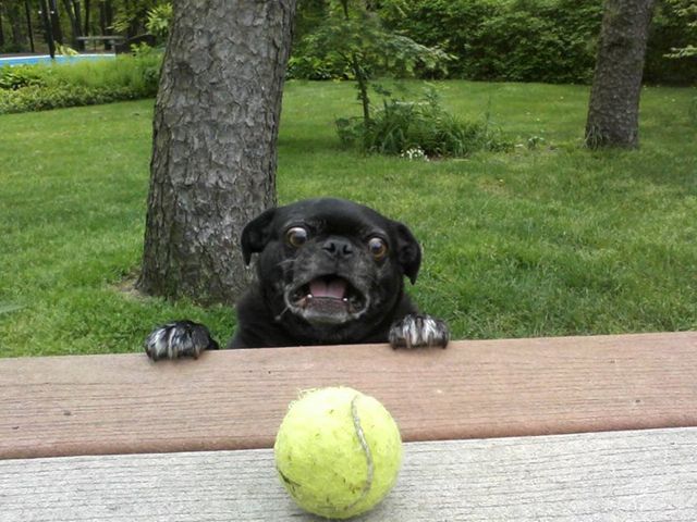 Plantilla de meme Pug Tennis Ball