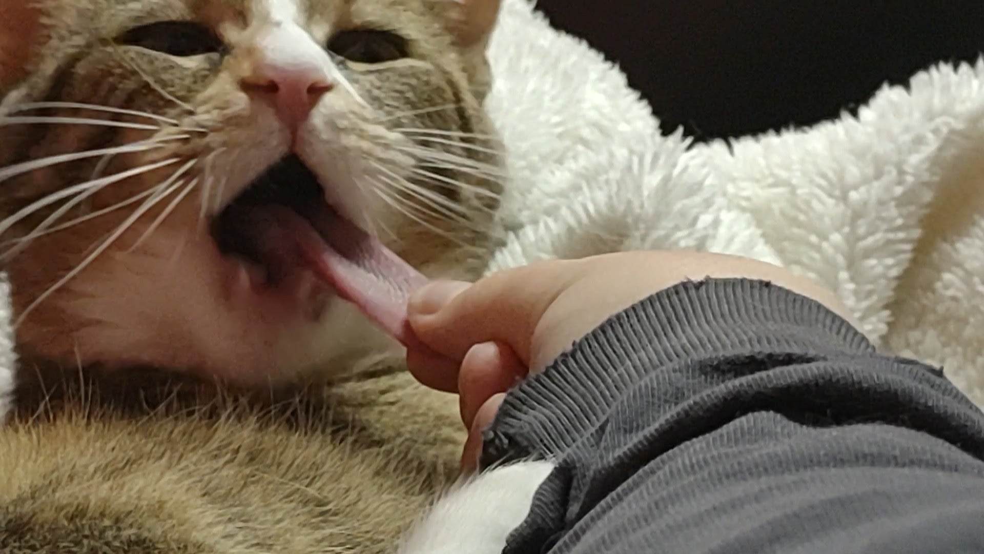 Plantilla de meme Pulling Tadpole's tongue