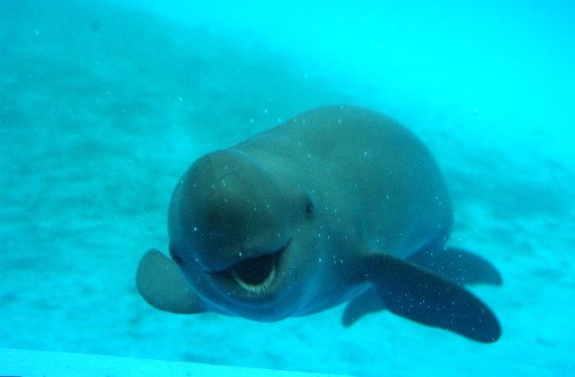 Plantilla de meme Punny Porpoise