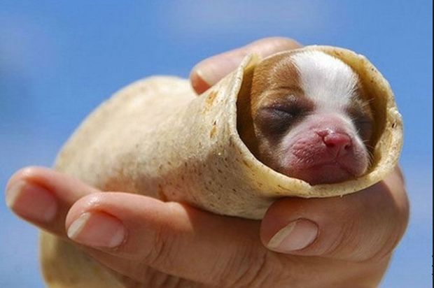 Plantilla de meme puppy burrito