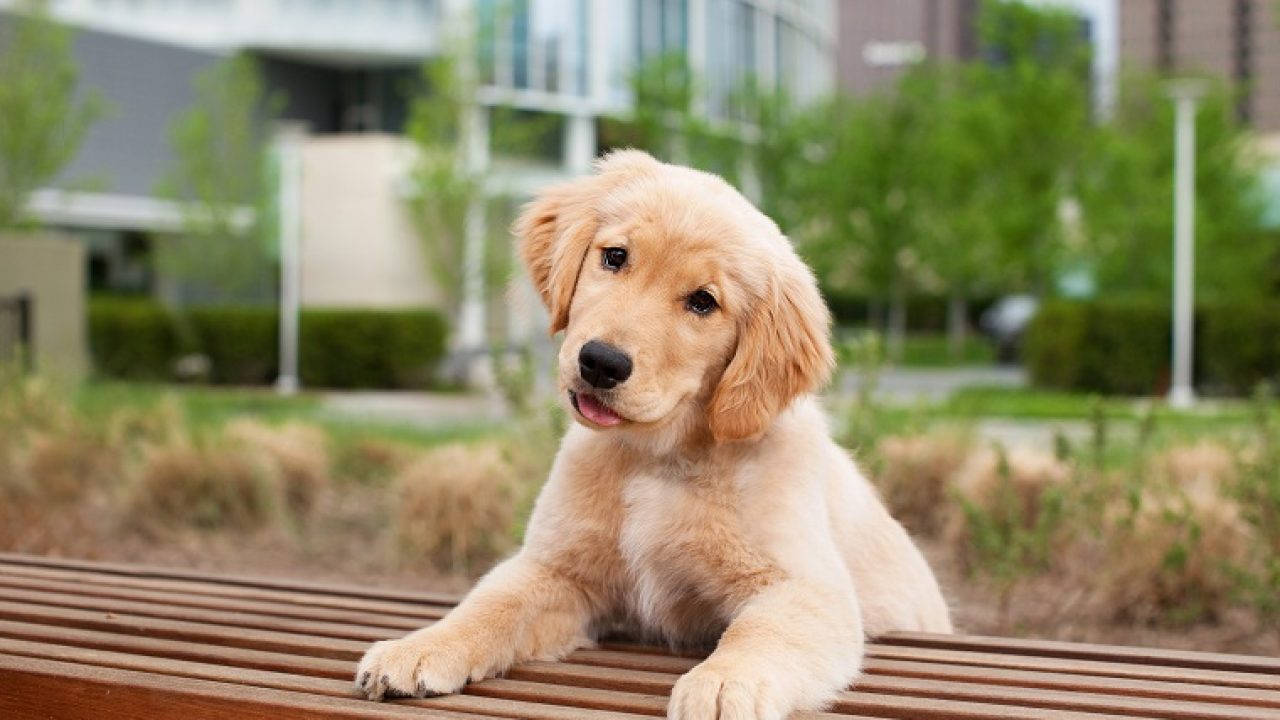 puppy meme man meme template